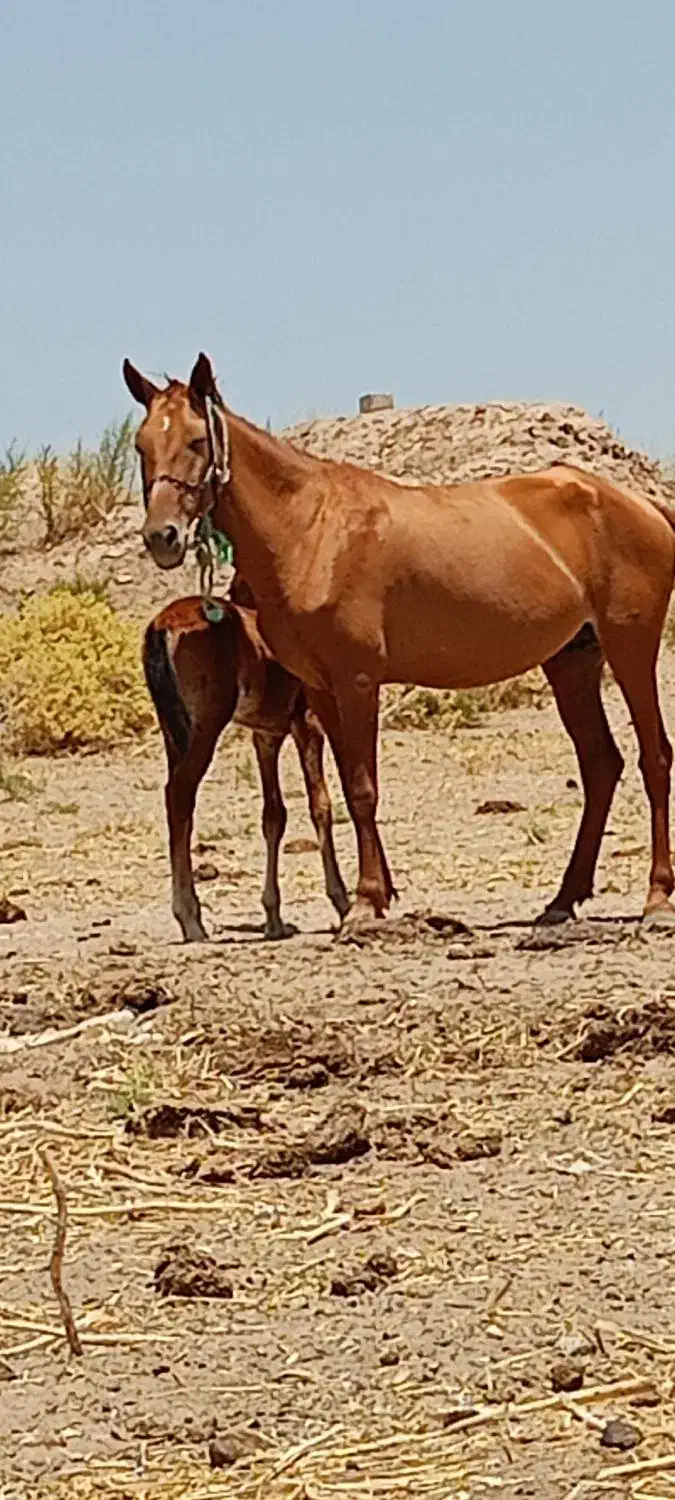 مادیون|اسب و تجهیزات اسبسواری|شوش, |دیوار