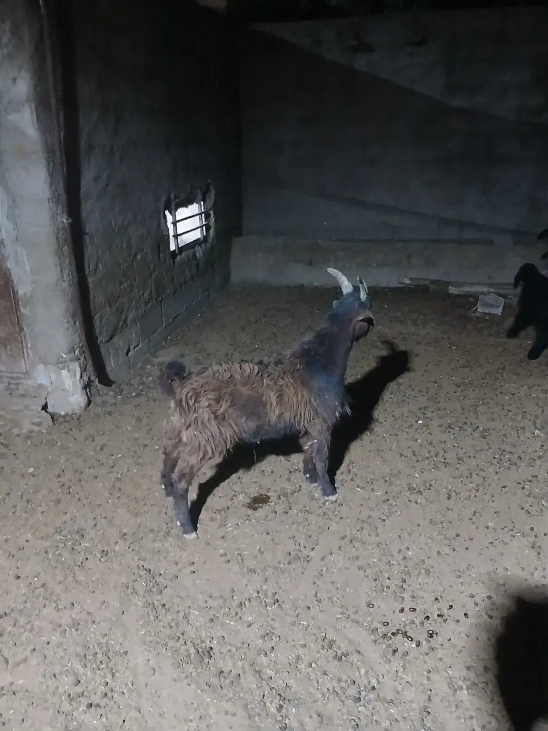 کهره|حیوانات مزرعه|مرودشت, رودبال|دیوار