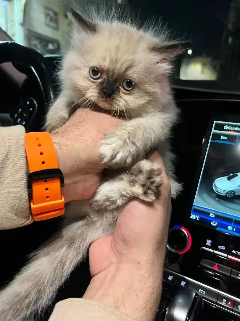 جشنواره فروش بچه گربه هیمالین اصل|گربه|گرمدره, |دیوار