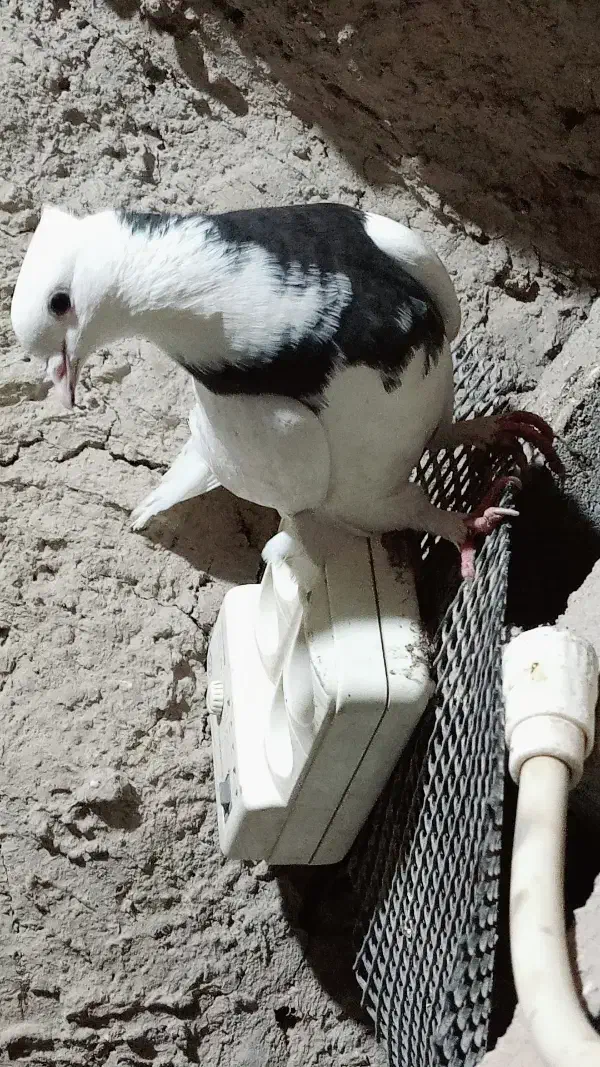 کفتر|پرنده|نیمروز, |دیوار