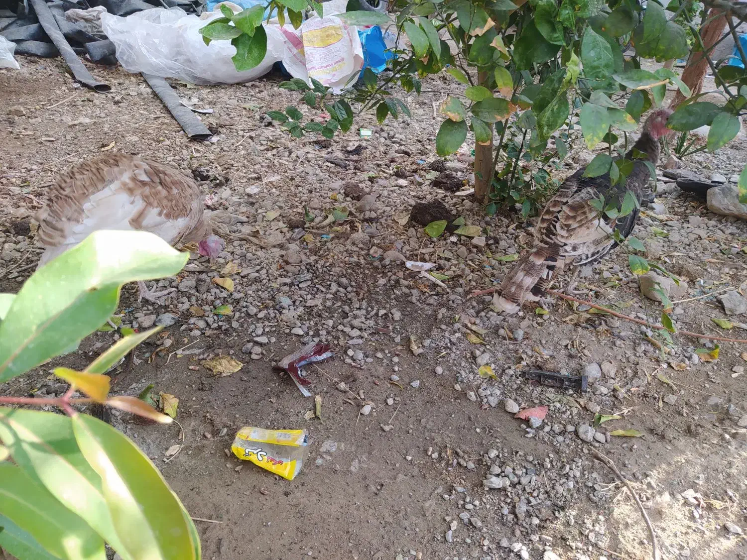 بوقلمون|حیوانات مزرعه|جیرفت, |دیوار