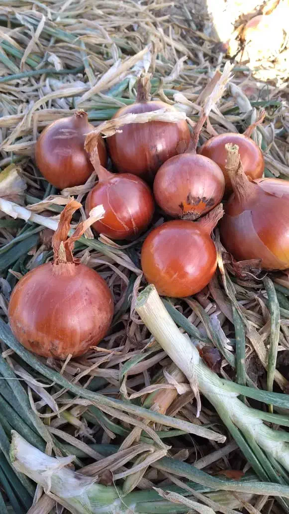 نگین و طلای ۲۴ عیار خوراکی|حراج|شیراز, زرهی|دیوار