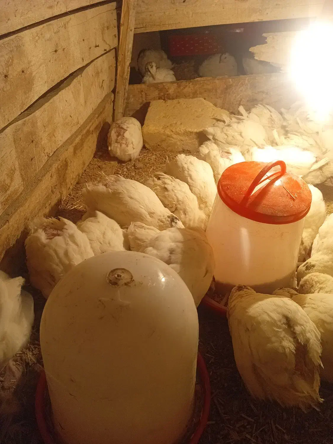 بلدرچین تخم گذار|حیوانات مزرعه|رودشت (اصفهان), |دیوار