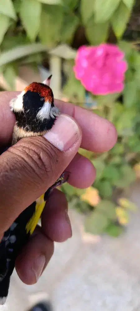 سقا کرمونشاهی ۴ گل ریزه خوان|پرنده|کرمان, |دیوار