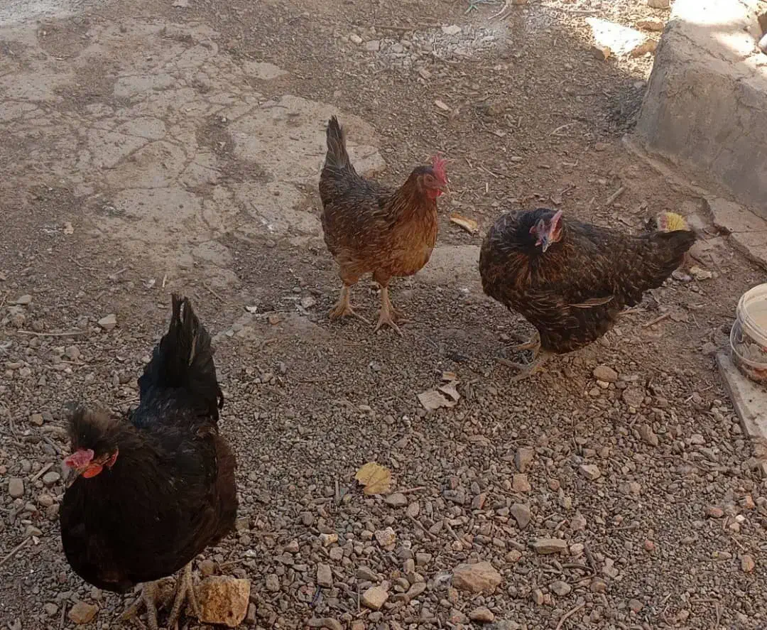 خروس ومرغ تخم گذار محلی|حیوانات مزرعه|سنندج, |دیوار