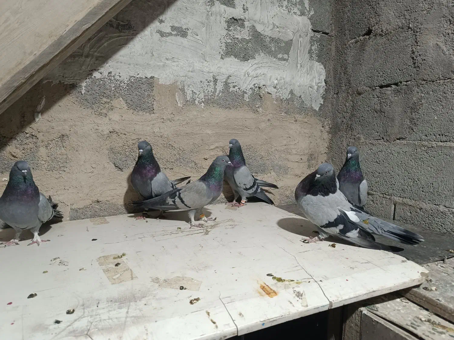 سه جفت کفتر دونسته|پرنده|لاران, |دیوار