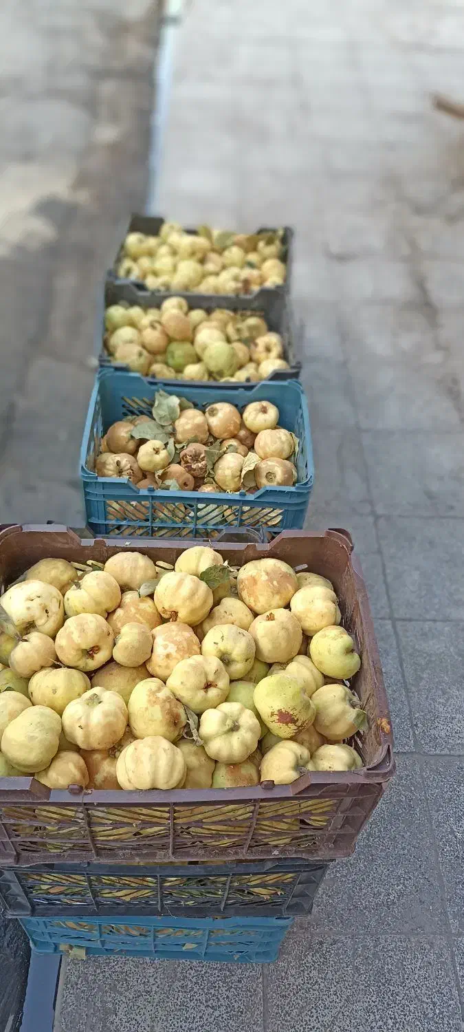 به مربای و خشک کردنی|خوردنی و آشامیدنی|قم, باغ شریفی|دیوار