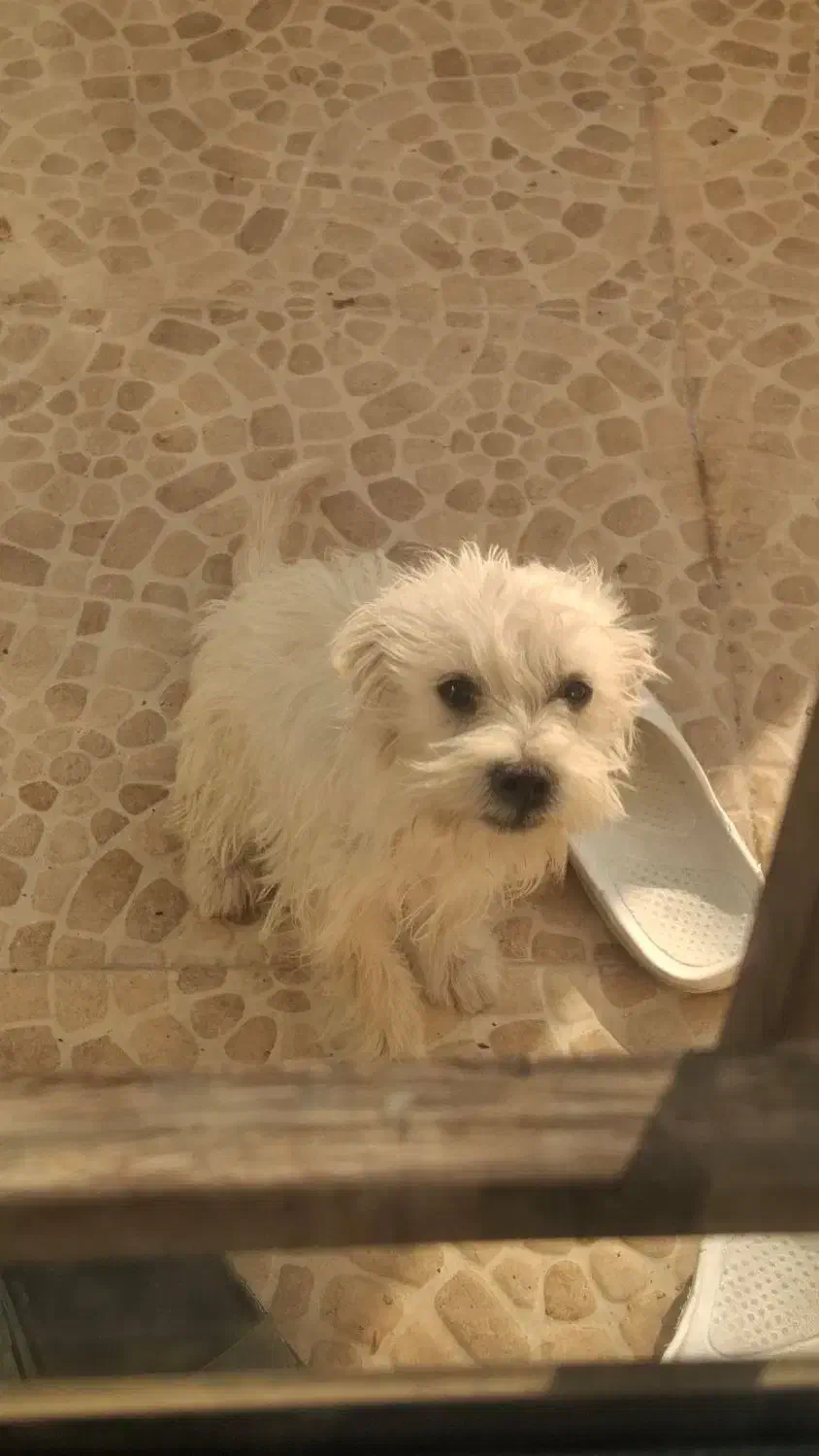 سگ بازیگوش|سگ|شاهرود, |دیوار