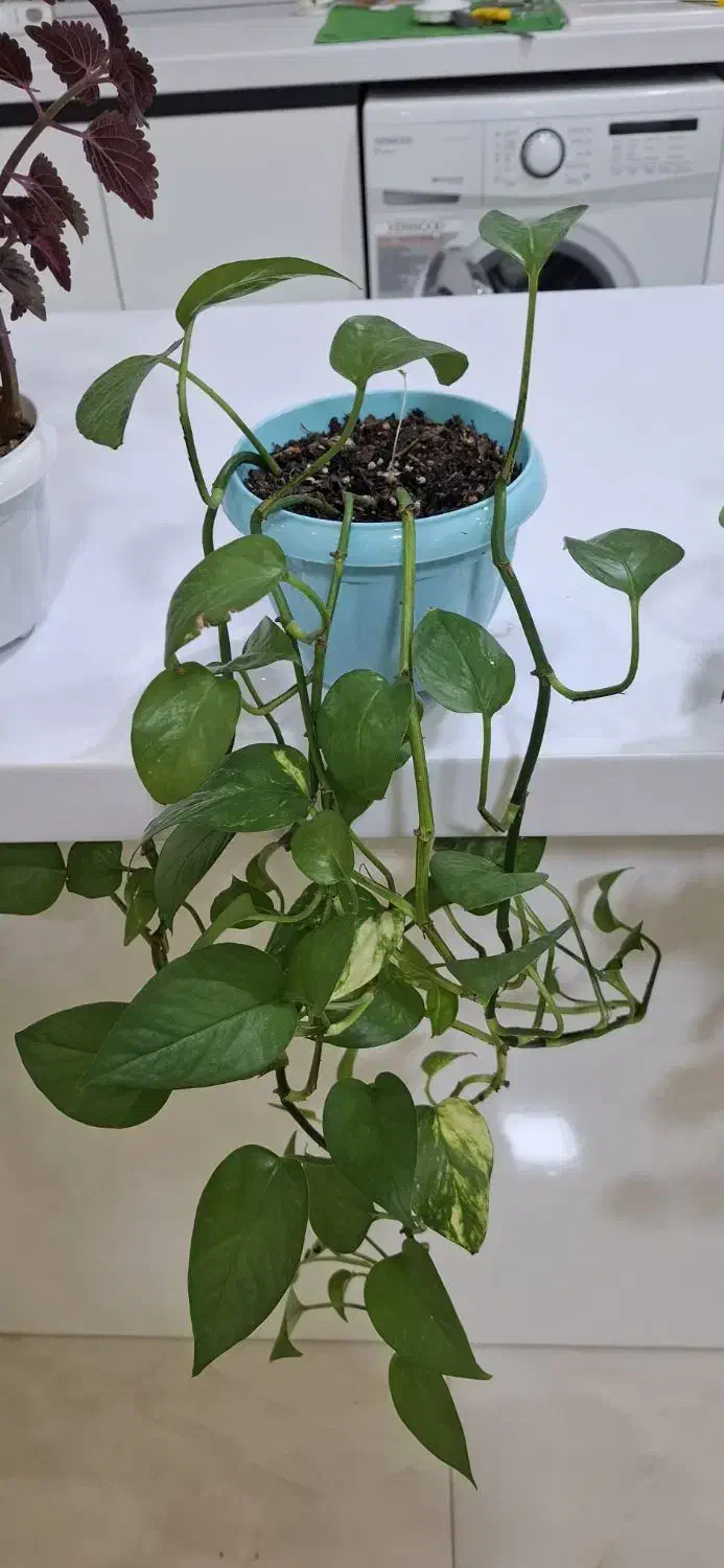 گل های پیتوس|گل و گیاه طبیعی|اسلام‌شهر, شهرک سعیدیه|دیوار