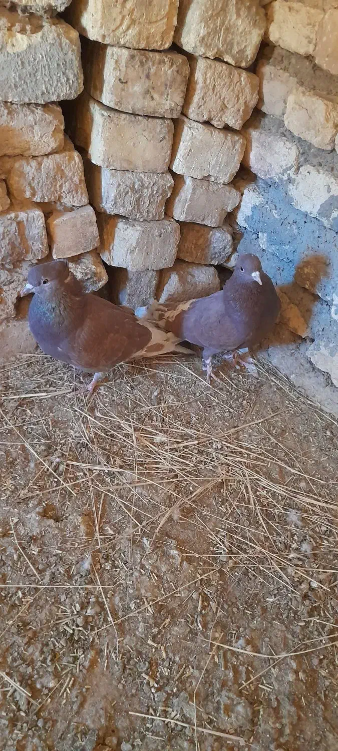 دو جفت کفتر سرخ پرشی|پرنده|فریدونشهر, |دیوار