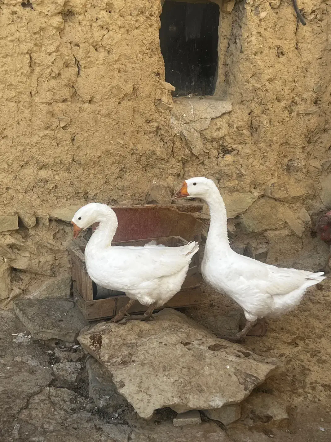 قوغاز|حیوانات مزرعه|ساوه, |دیوار