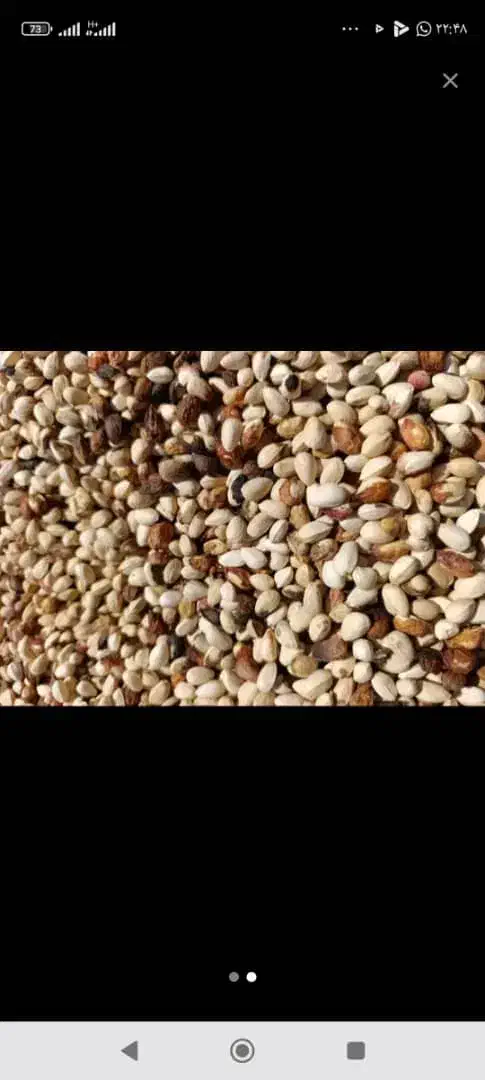 خریدار پسته گو.دمبس روآبی.مغز.ازیه کیلوتاتناژ.نقدی|خدمات باغبانی و درختکاری|رفسنجان, |دیوار
