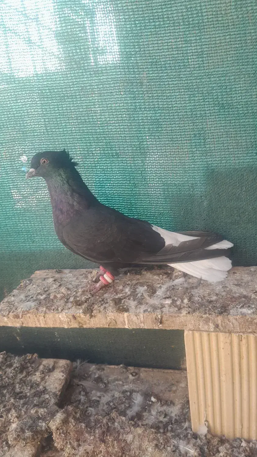 اشعل ماده|پرنده|کارون, |دیوار