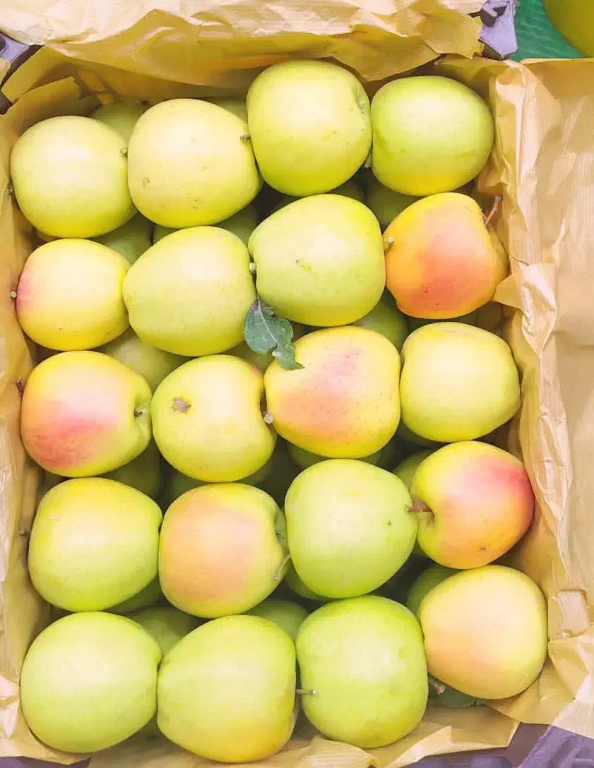 خرید‌وفروش‌‌پیاز وسیب‌‌درختی|عمده‌فروشی|مهاباد (آذربایجان غربی), |دیوار