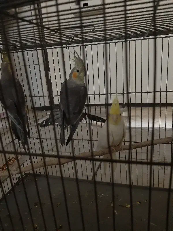 عروس هلندی|پرنده|قدس, شهرقدس|دیوار