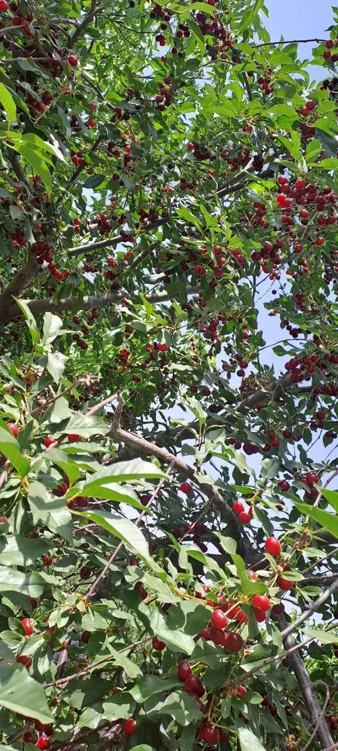 باغ دور دیوار۱۱۳۵|فروش دفتر صنعتی، کشاورزی، تجاری|دماوند, دماوند|دیوار