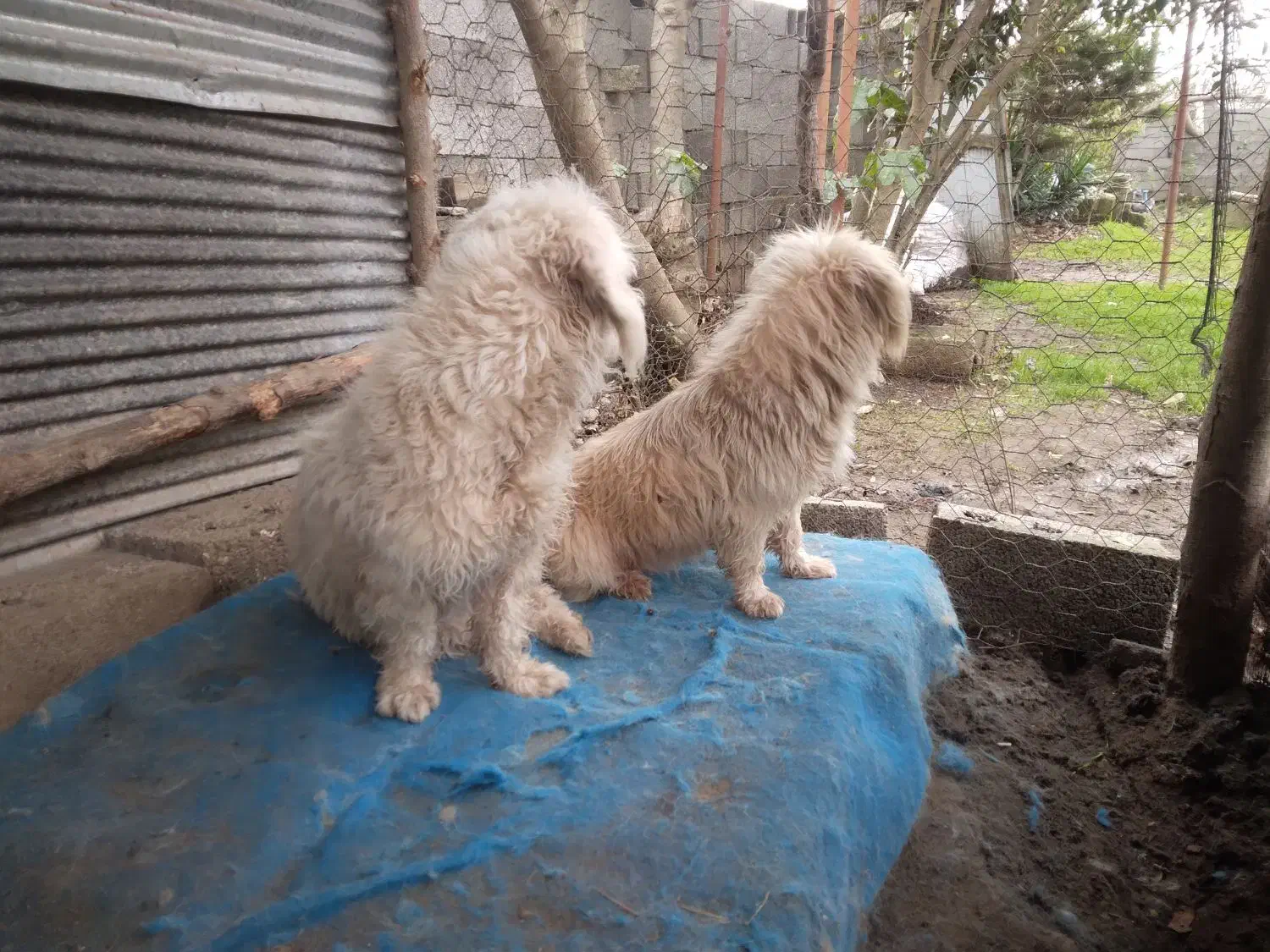 سگ نژاد دار ۰۰۰|سگ|کوچصفهان, |دیوار