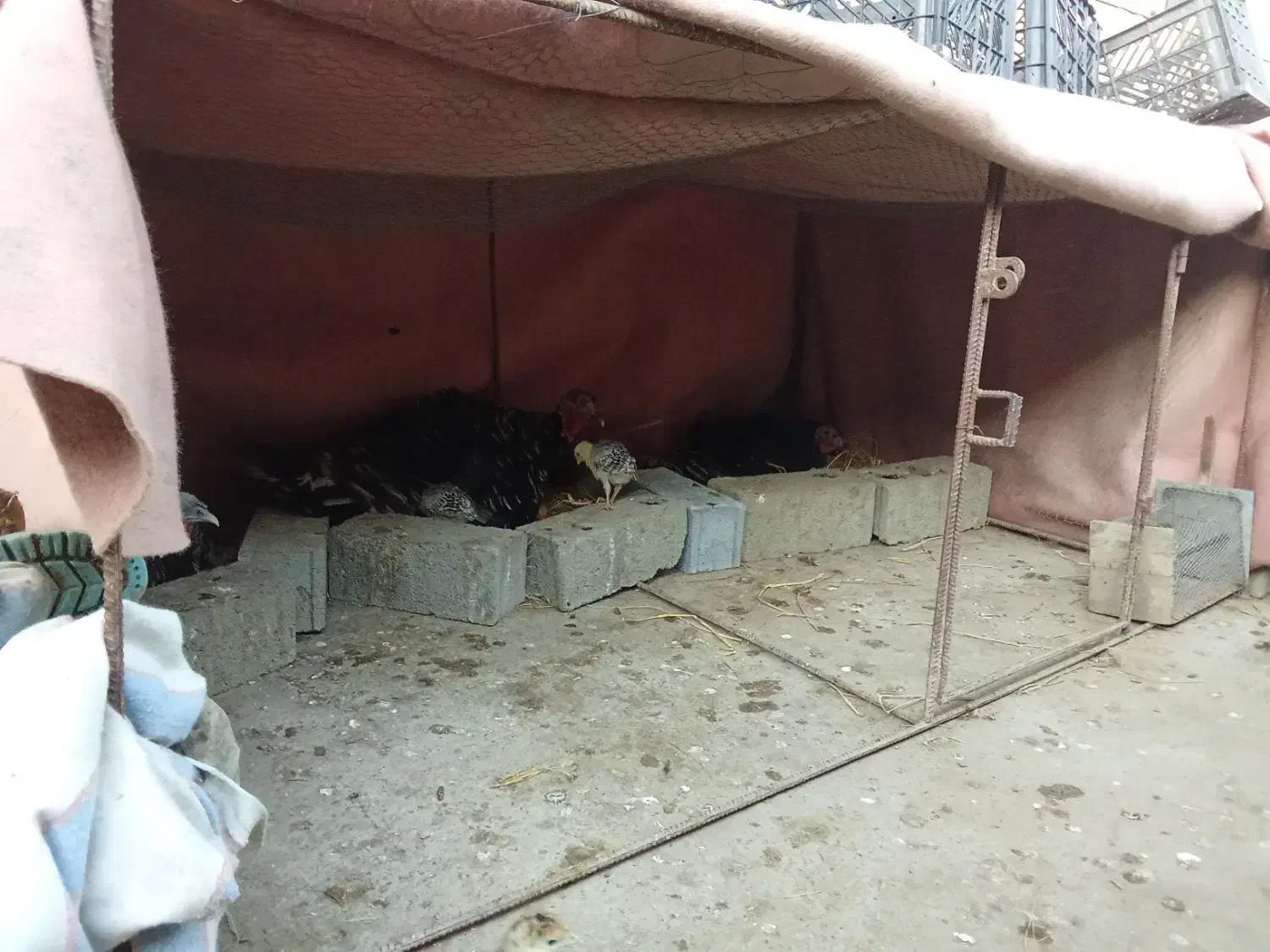 جوجه بوقلمون و جوجه غاز و بوقلمون|حیوانات مزرعه|جویبار, |دیوار