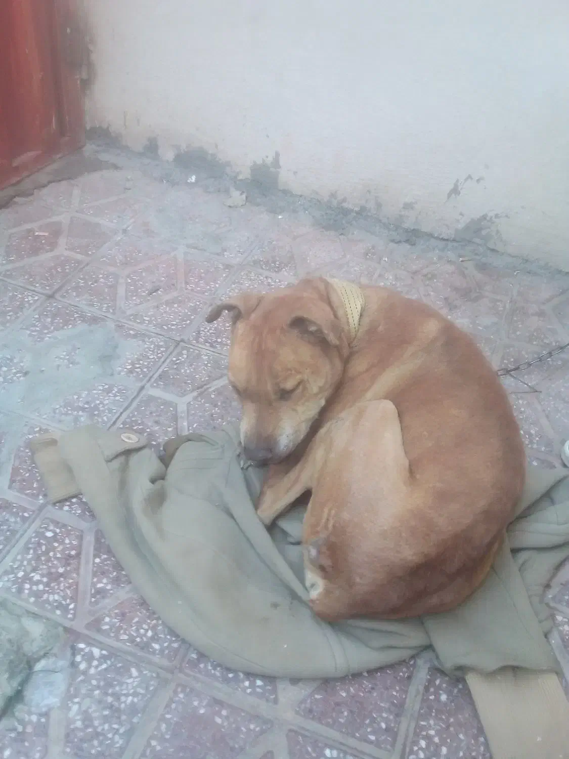 سگ پیت بول امریکایی اصل|سگ|خمین, |دیوار