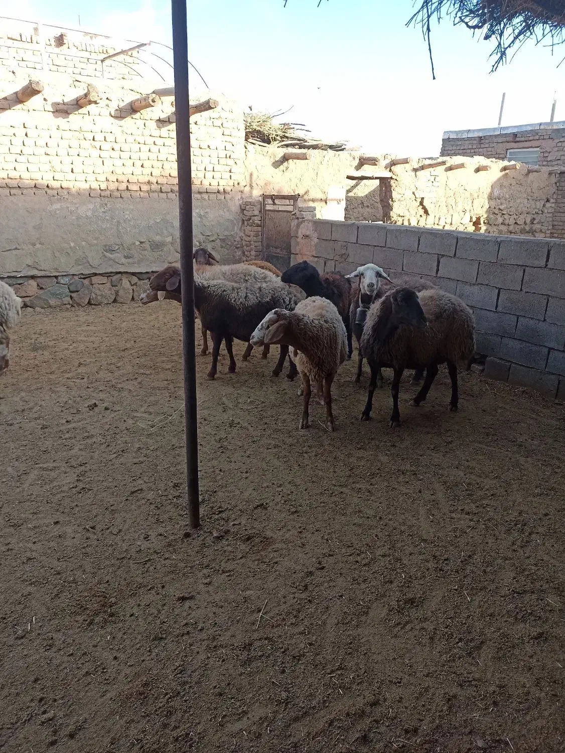 میش داشتی|حیوانات مزرعه|سبزوار, قصبه شرقی|دیوار