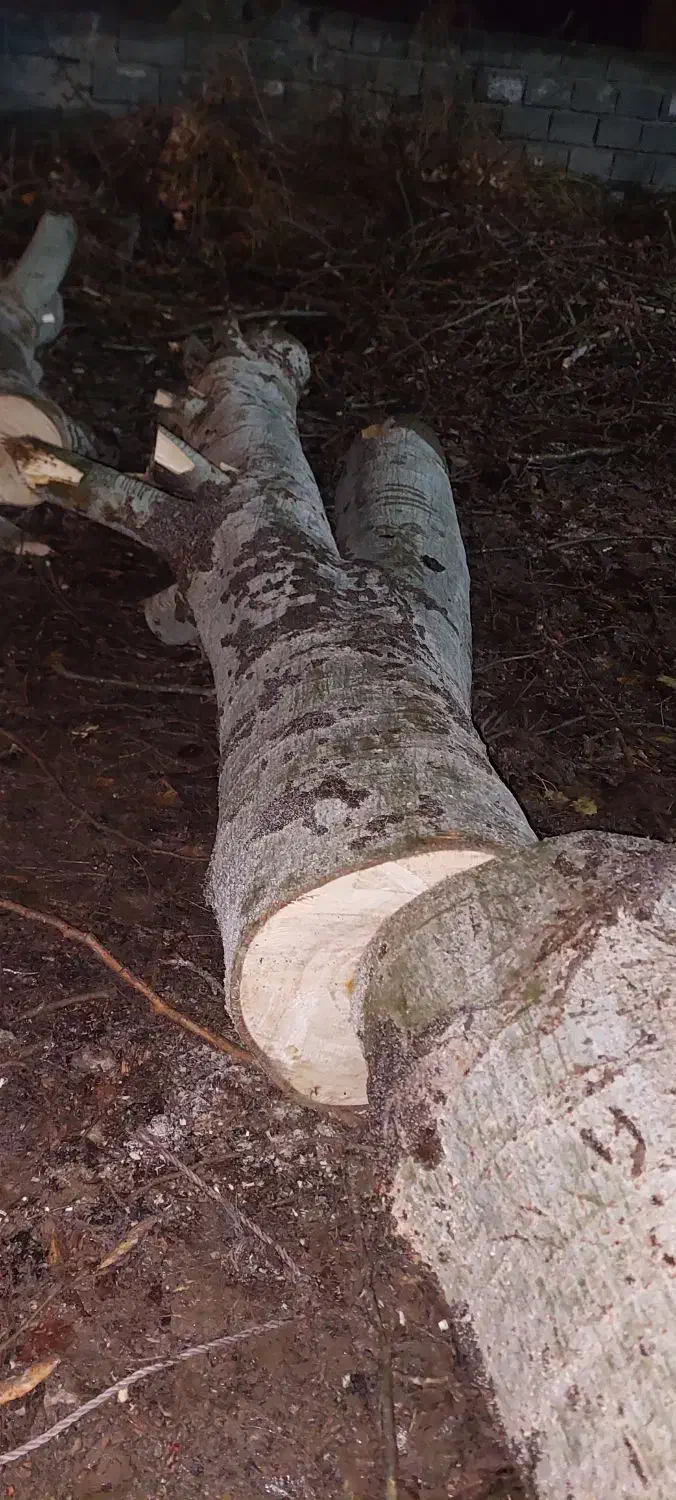 فروش چوب قیمت۱۲تومن|عمدهفروشی|هشتگرد, شهرک سهیلیه|دیوار