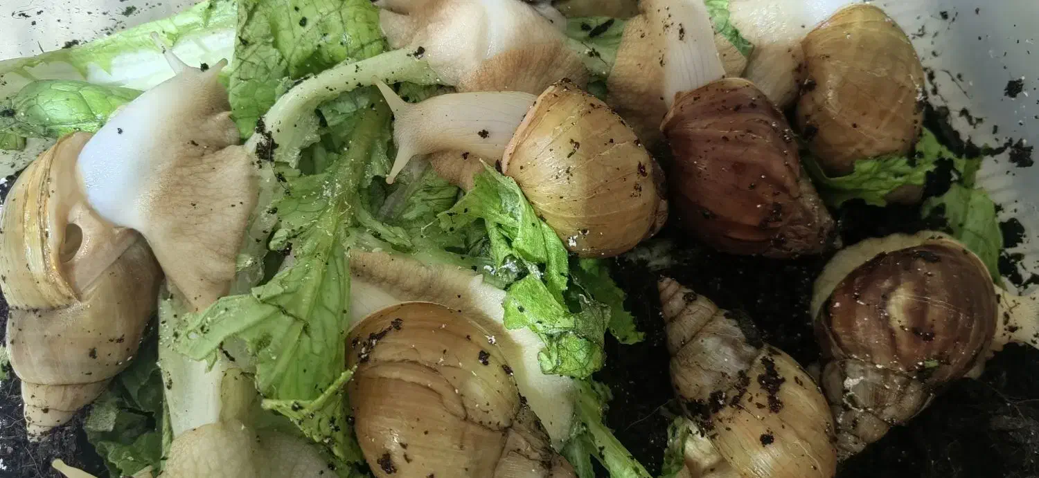 حلزون پیش مولد|خزنده|بم, |دیوار