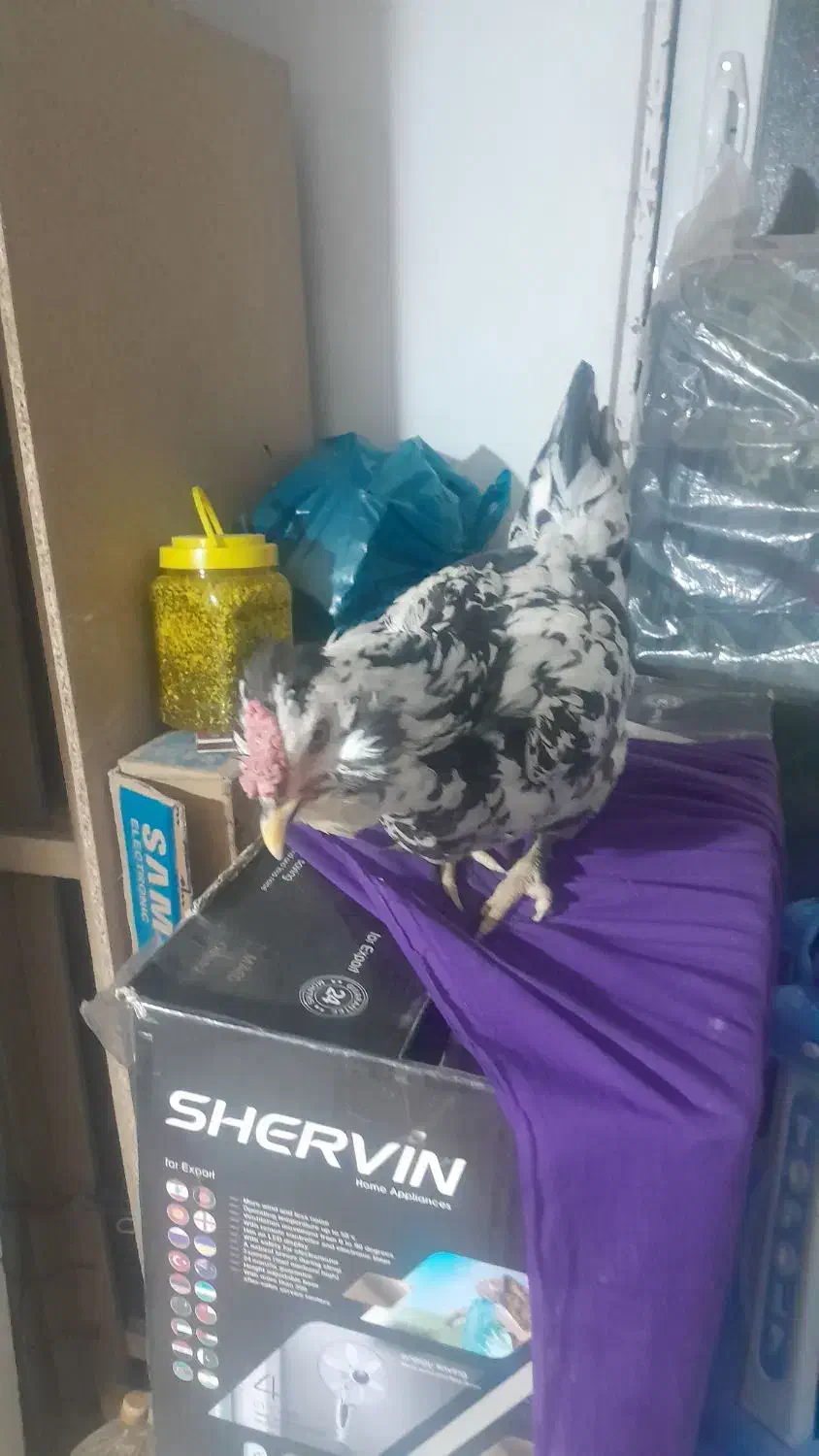 ۱دونه مرغ گلین|حیوانات مزرعه|اصفهان, شهرک کاوه|دیوار