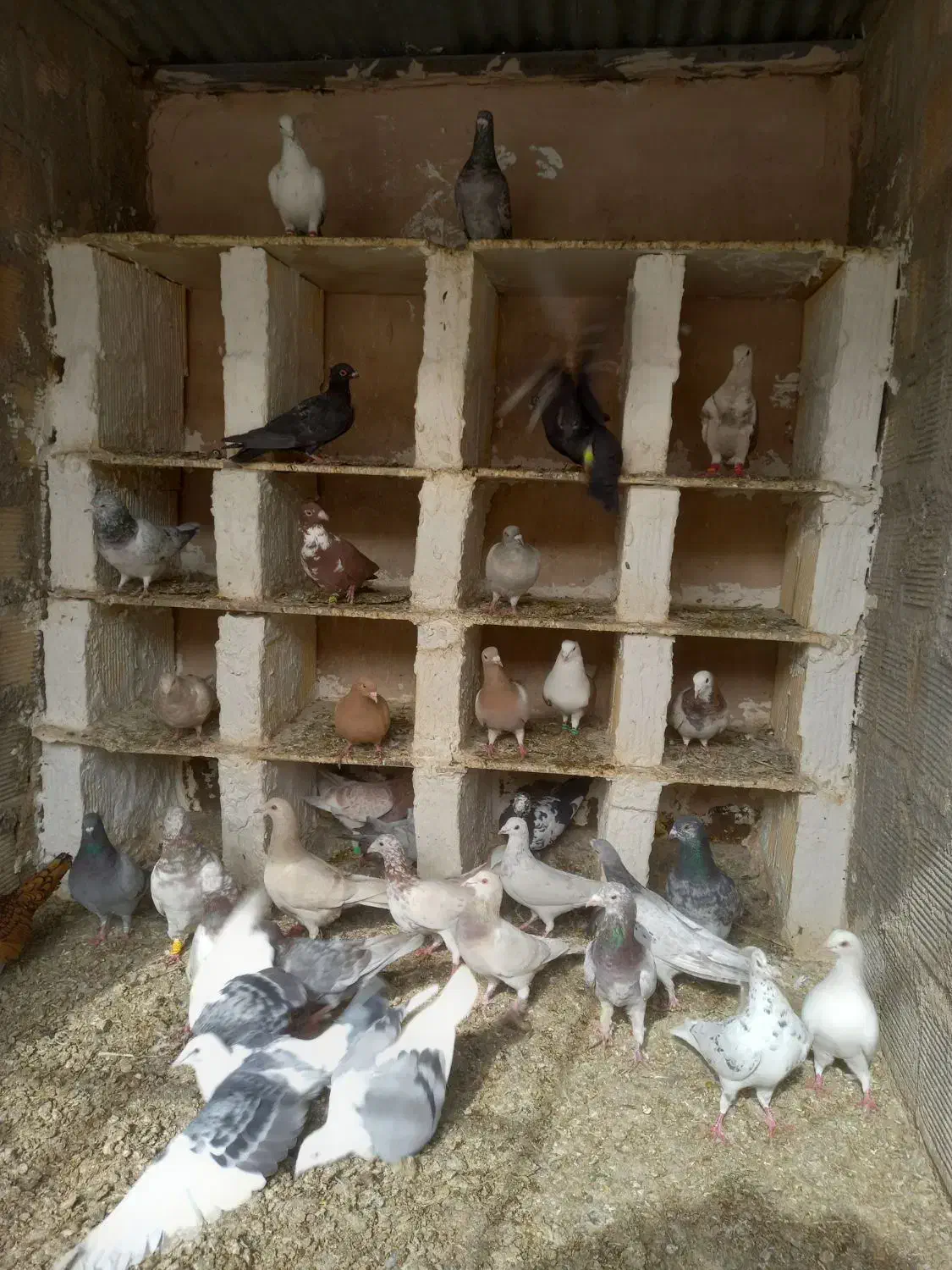 دورگ|پرنده|مبارکه, |دیوار