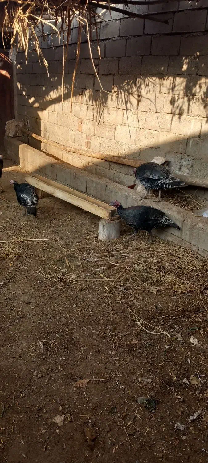 بوغقلمو|حیوانات مزرعه|لیلان, |دیوار