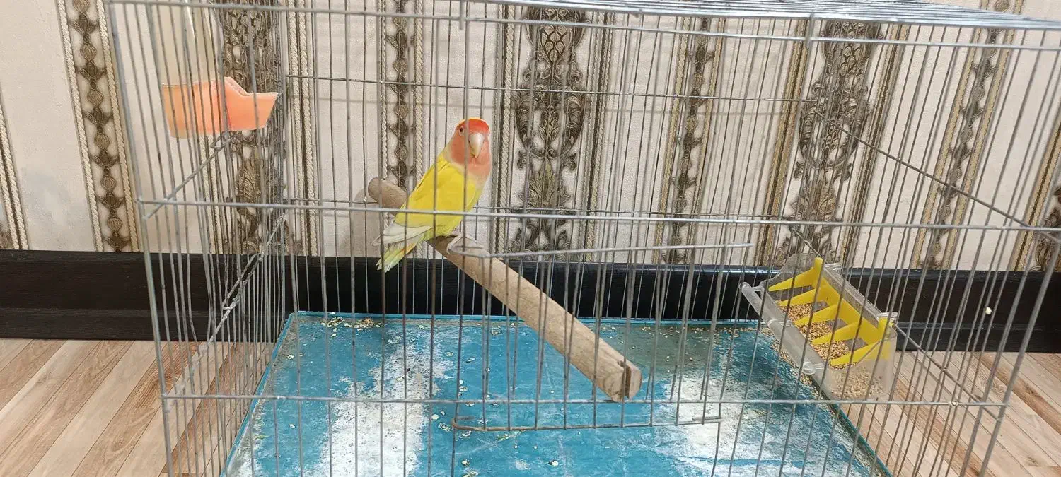 طوطی برزیلی|پرنده|گلستان (تهران), |دیوار