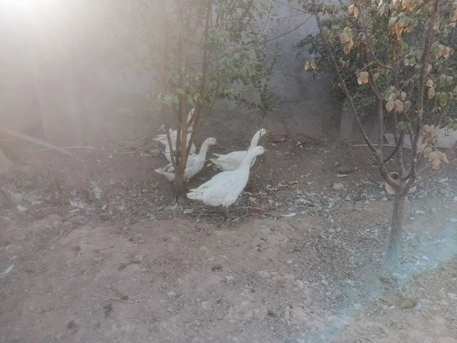 غاز|پرنده|سیرجان, |دیوار