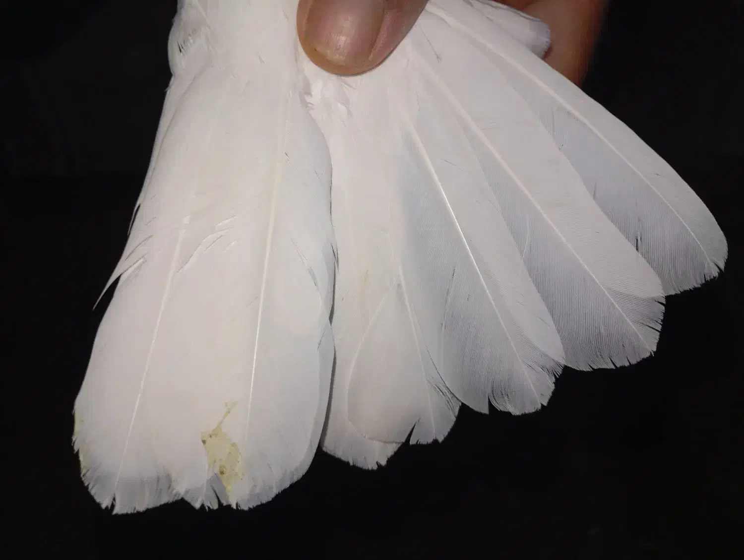 کبوتر|پرنده|تربتحیدریه, کاشانی|دیوار