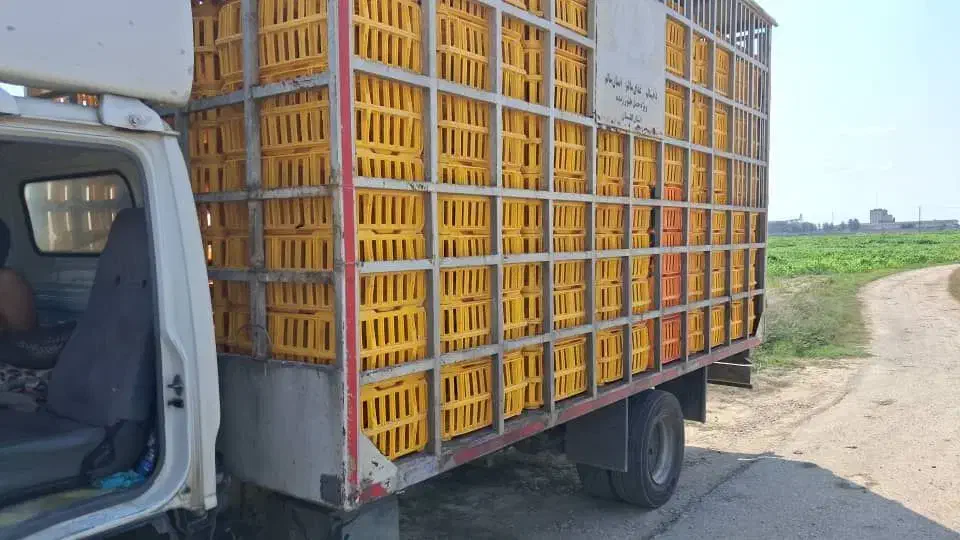 اتاق مرغی۲۲۴قفسی|قطعات یدکی و لوازم جانبی|گرگان, |دیوار