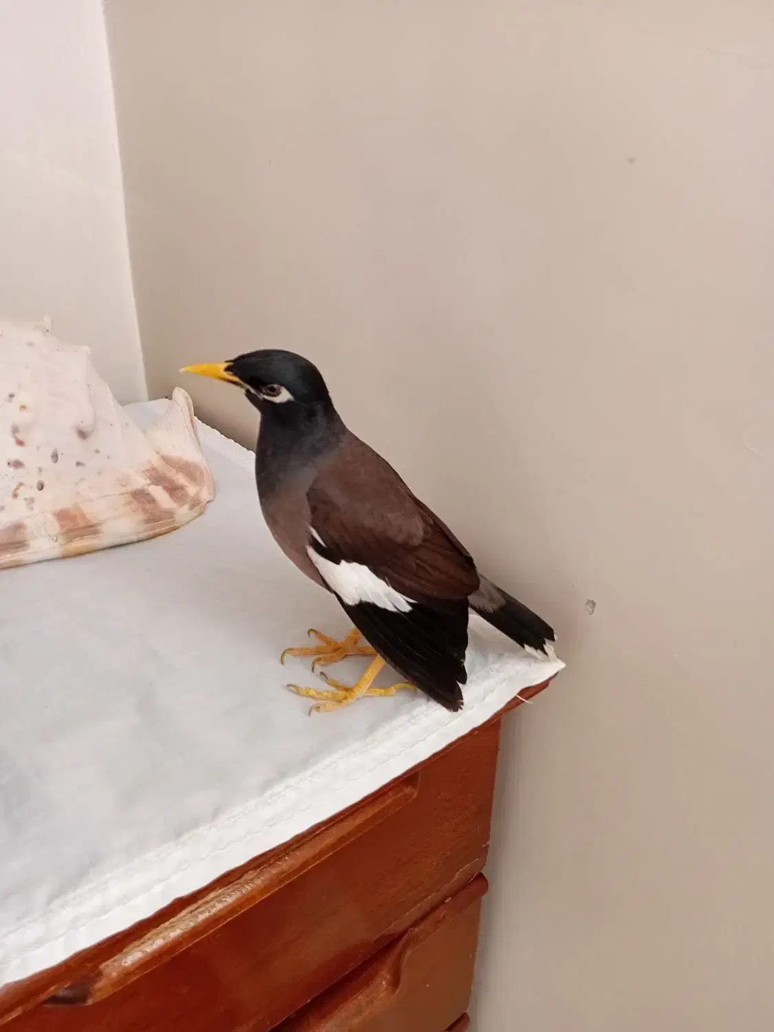 مرغ مینا|پرنده|محمدشهر, محمدشهر|دیوار