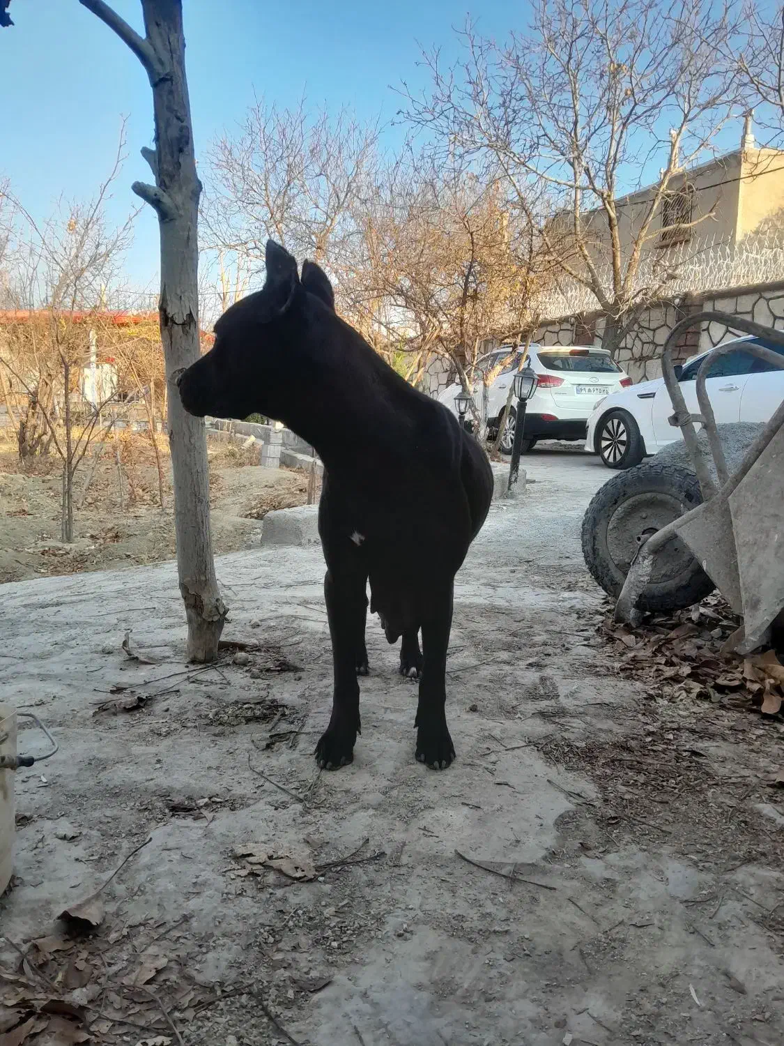 کنکورسو ماده فروشی|سگ|همدان, |دیوار