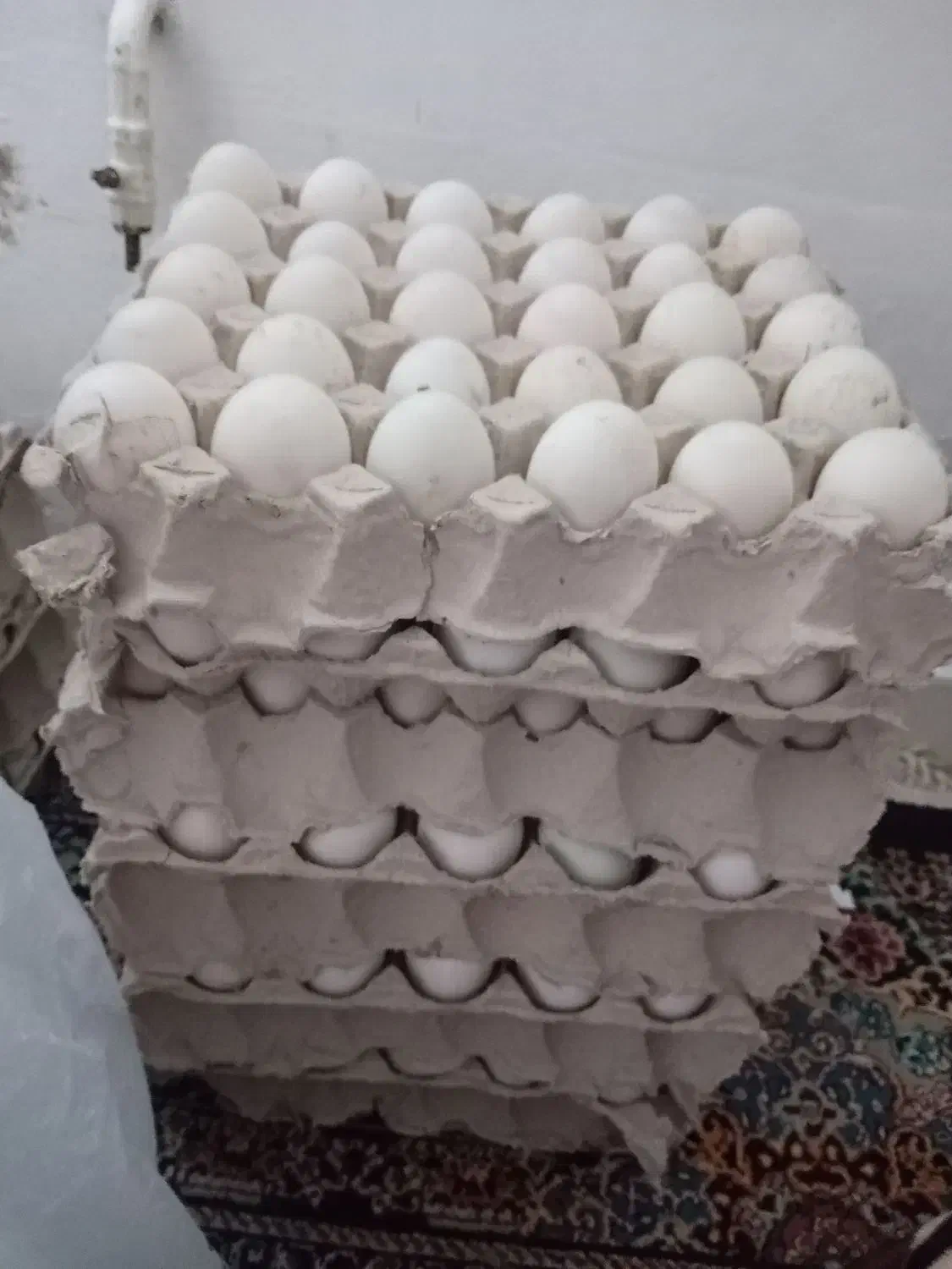 تخم اردک پکنی ومحلی|حیوانات مزرعه|آمل, |دیوار