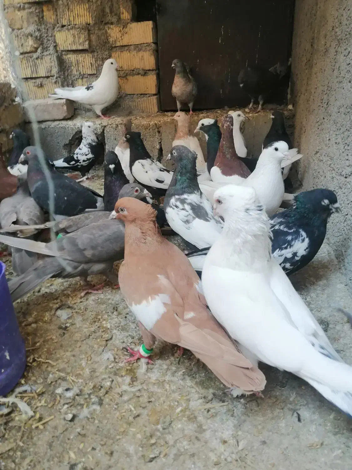 کفتر|پرنده|بیضا, |دیوار