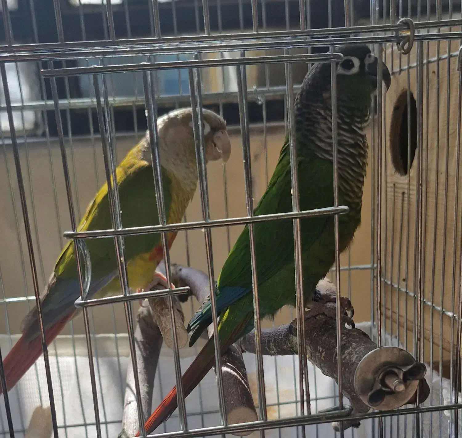 طوطی گرینیچ|پرنده|شیراز, شریف‌آباد|دیوار