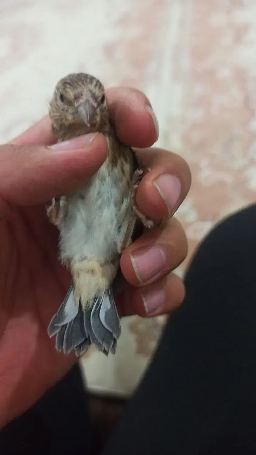 جوجه سهره قناری|پرنده|ایلام, |دیوار