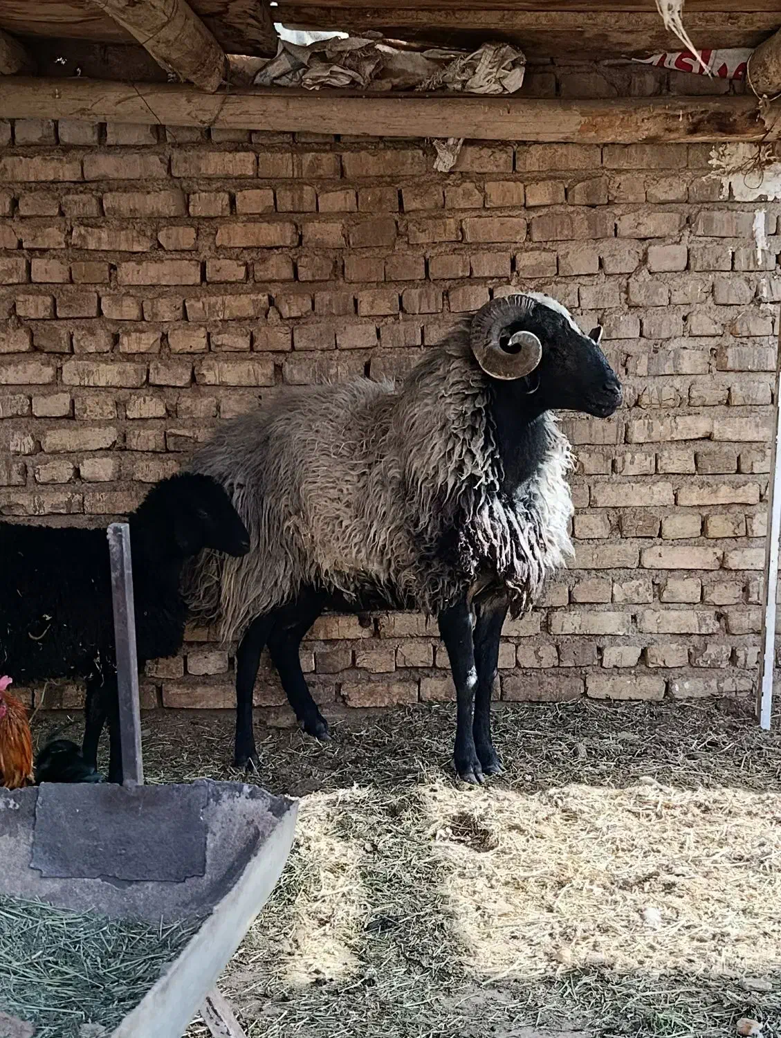 قوچ شیشک|حیوانات مزرعه|جوادآباد, |دیوار