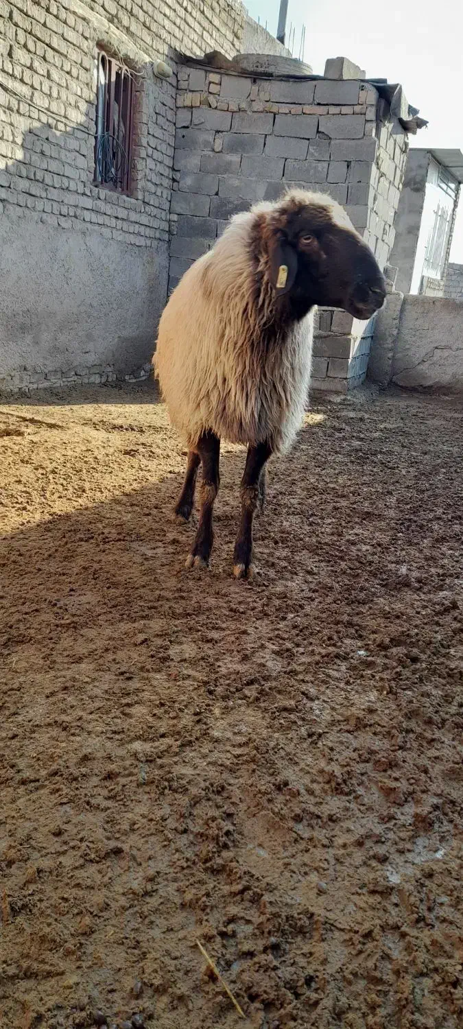 گوسفند|حیوانات مزرعه|قوچان, |دیوار