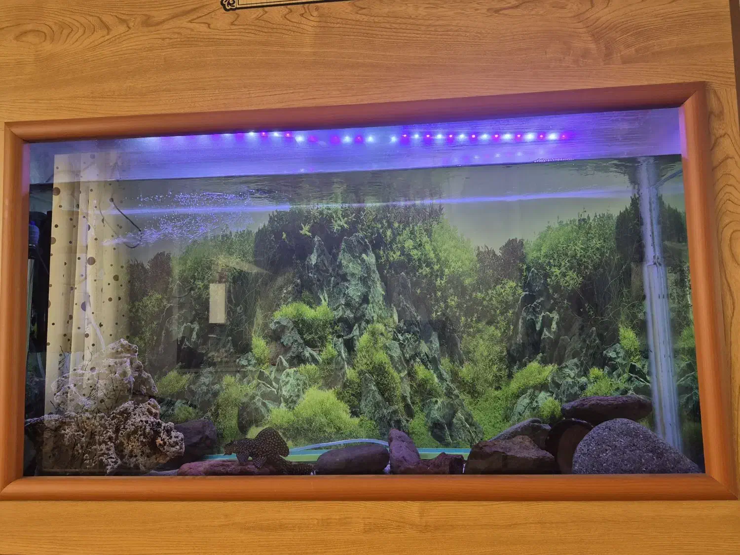 آکواریوم بزرگ|ماهی|کرمان, |دیوار