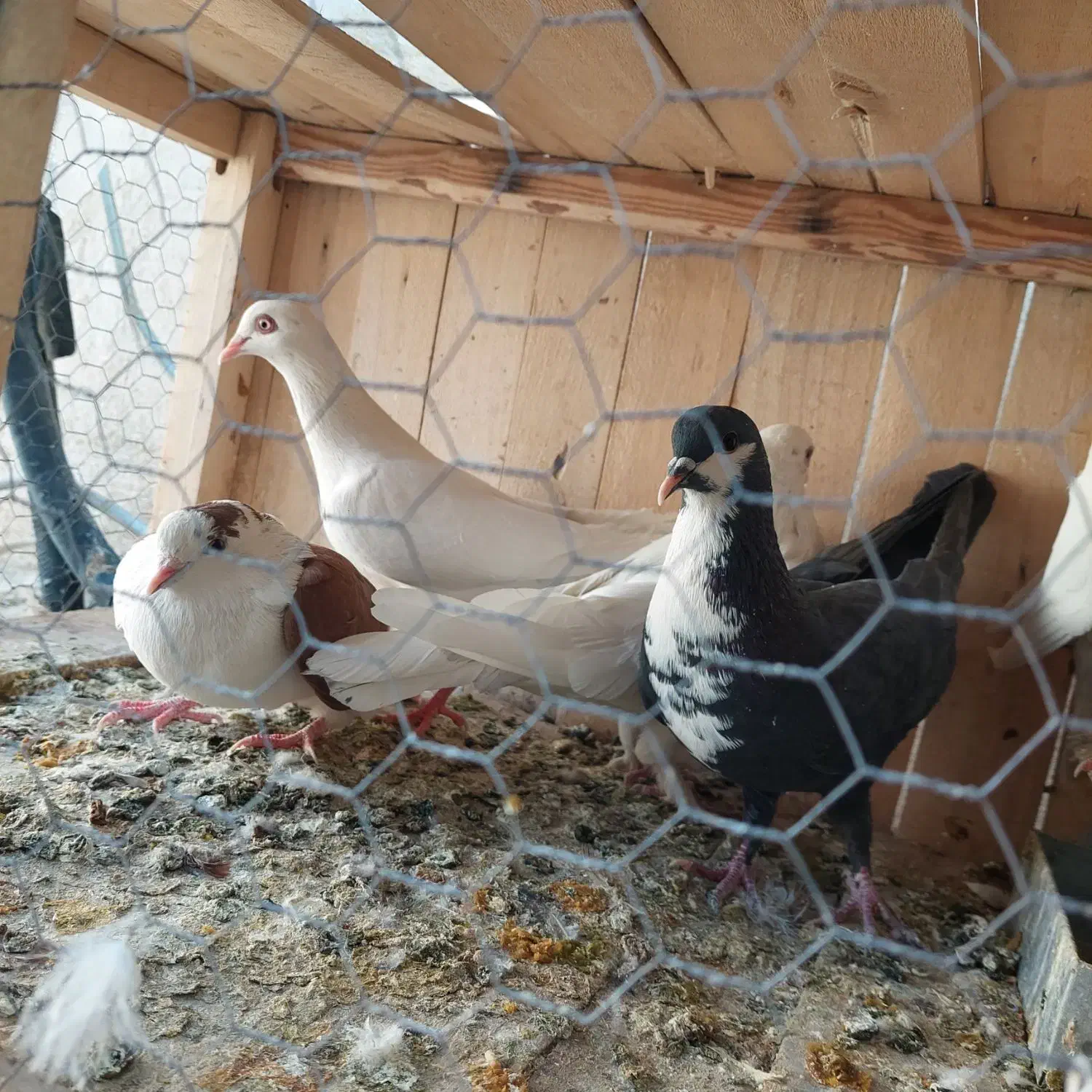 نرماده پلاس و نرماده خارجی|پرنده|قم, باجک دو|دیوار