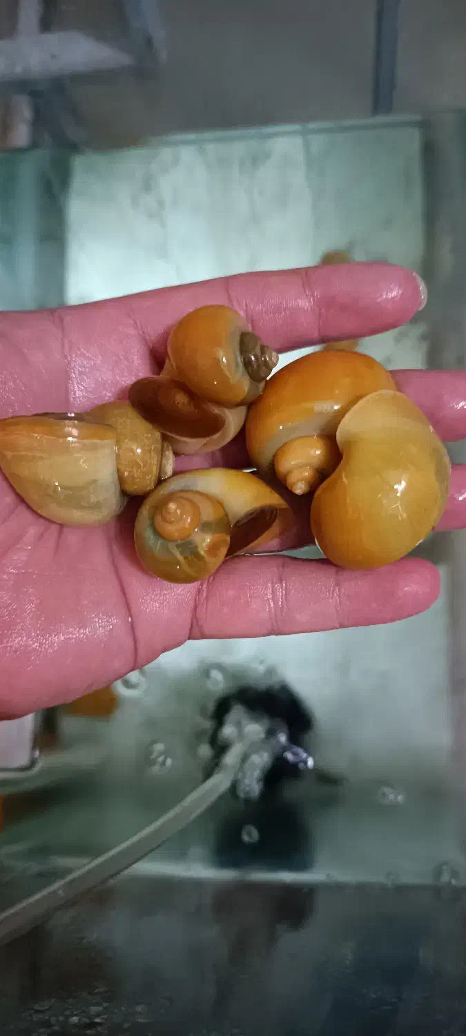 فروش حلزون سیب در چند سایز  مختلف|خزنده|تهران, حر|دیوار