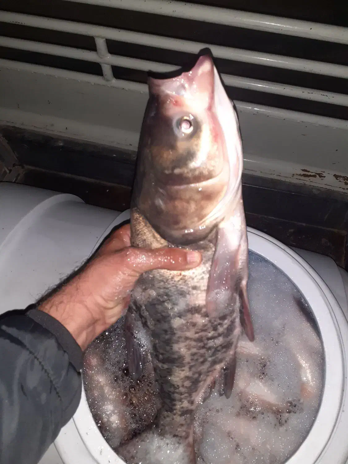 فروش ماهی زنده|ماهی|قروه, |دیوار