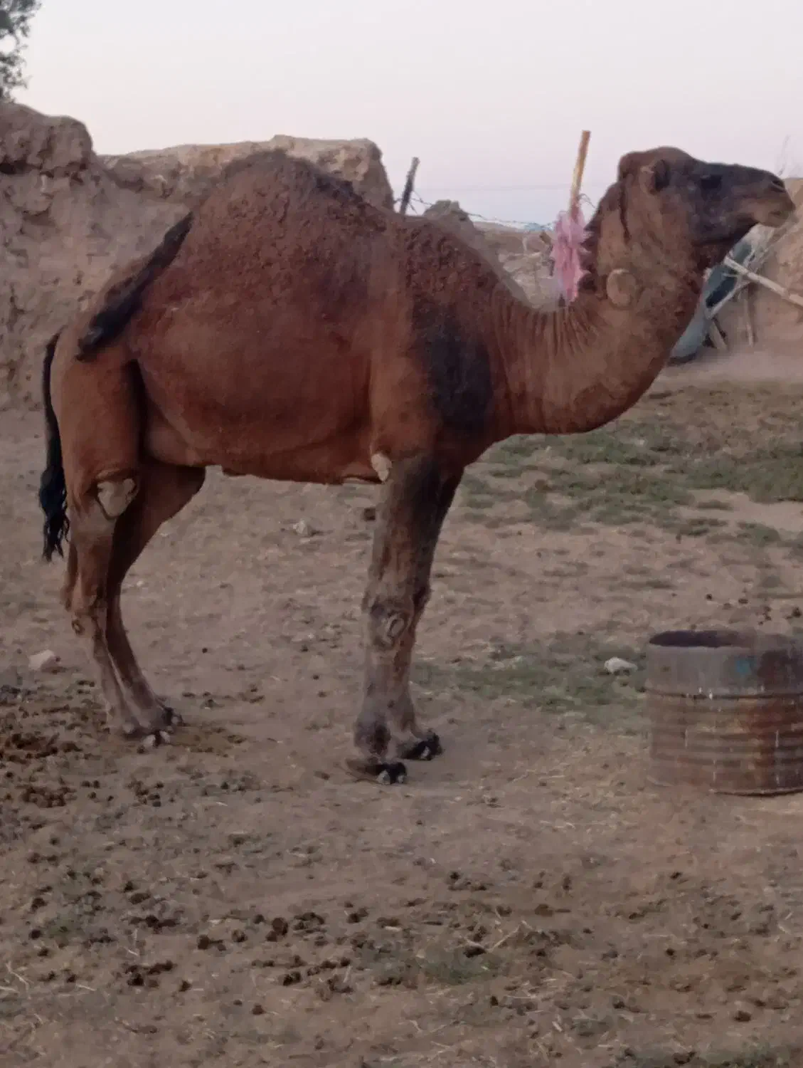 لوک فروشی|حیوانات مزرعه|جلگه ماژان, |دیوار