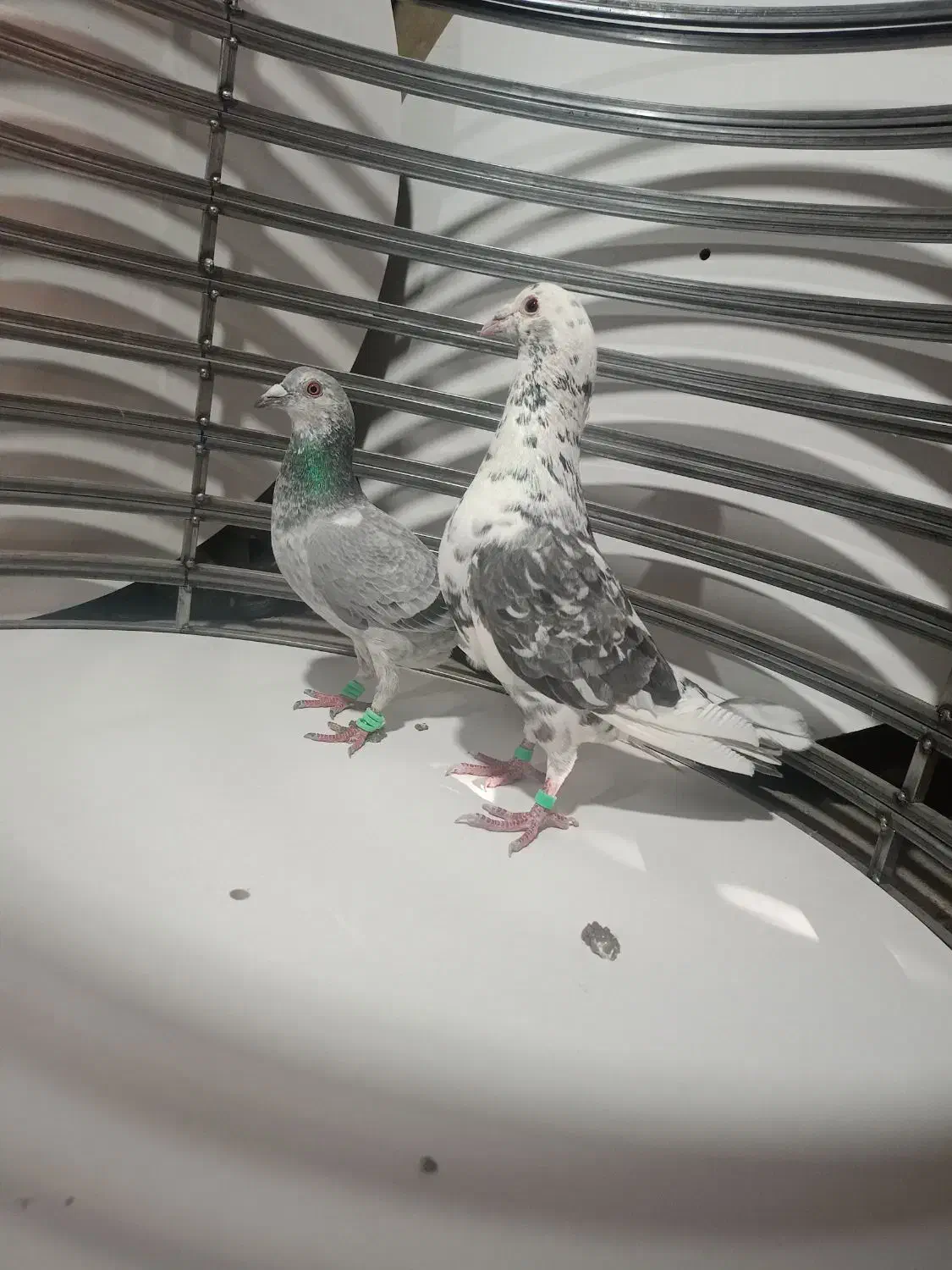 سار چینی|حیوانات|مشهد, دوست آباد|دیوار