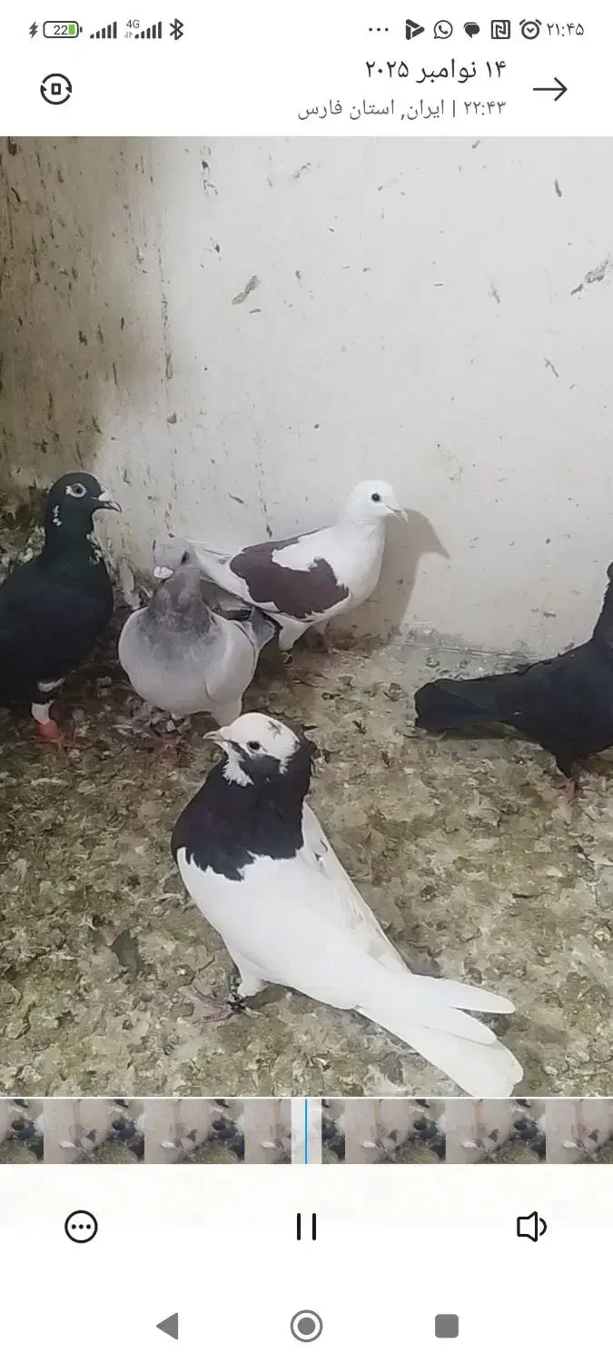 30عددکفتر بهبهانی وپلاکی همگی نر تضمینی|پرنده|داراب, |دیوار