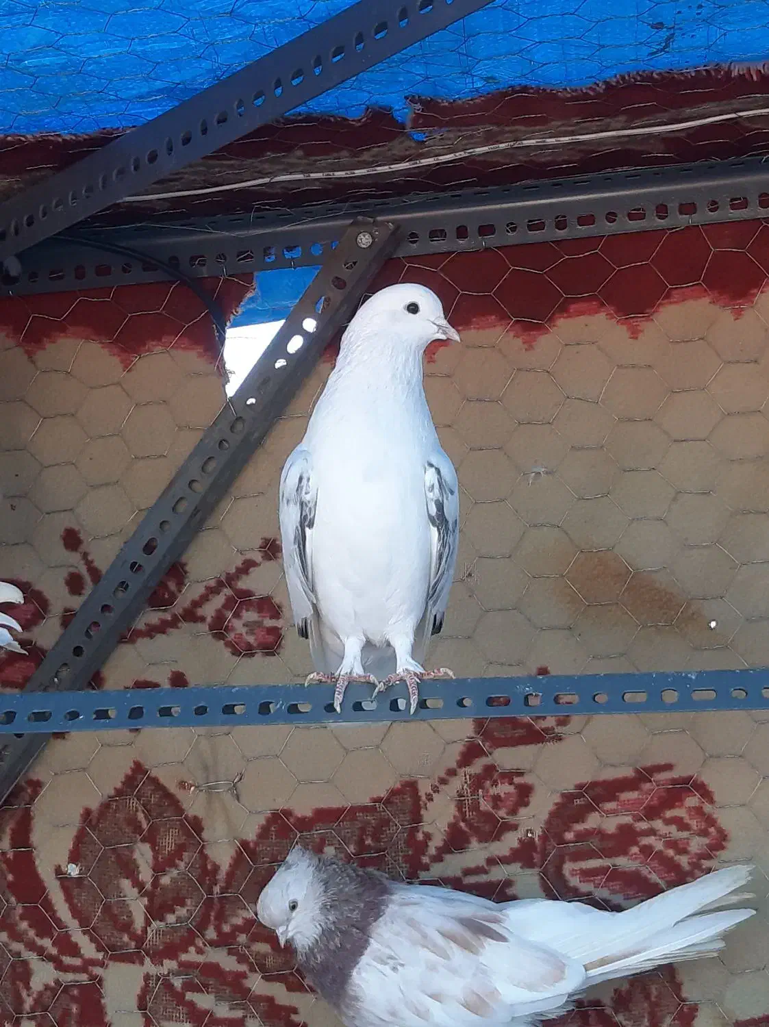 کفتر|پرنده|رودهن, |دیوار