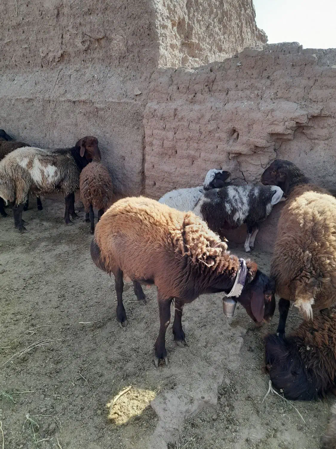 بره قوچی|حیوانات مزرعه|شامکان, |دیوار